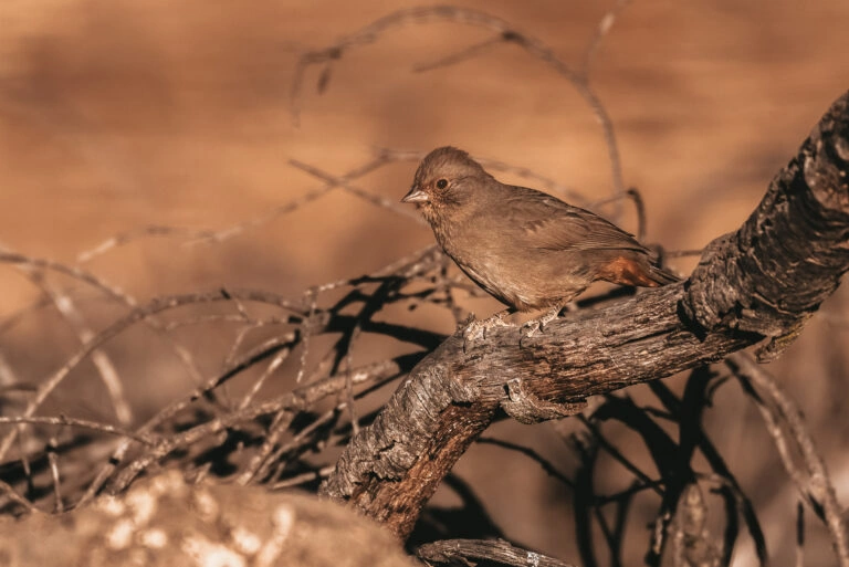 California Towhee clings tightly to dried branch perch while looking out for any potential danger in the wilderness